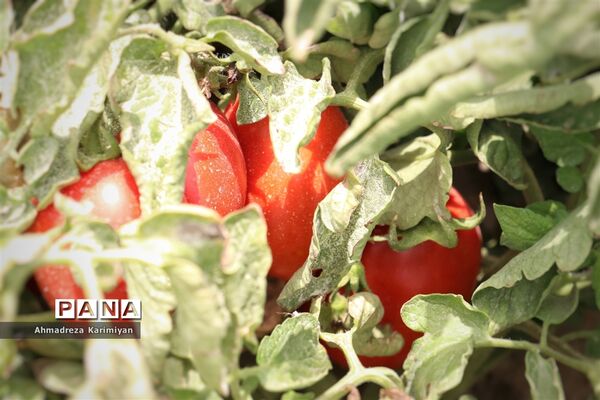 آغاز برداشت گوجه در شهرستان فسا
