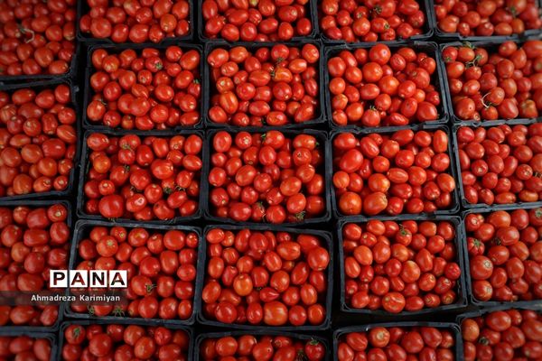 آغاز برداشت گوجه در شهرستان فسا