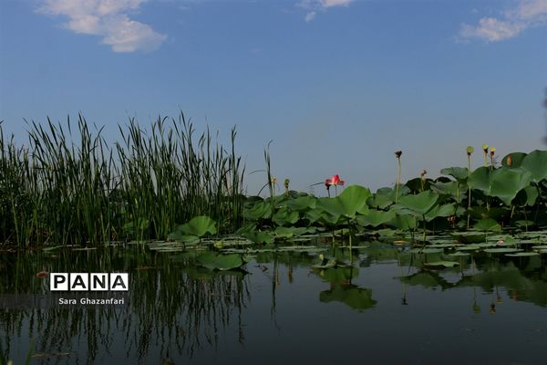 تالاب نیلوفر آبی بابل