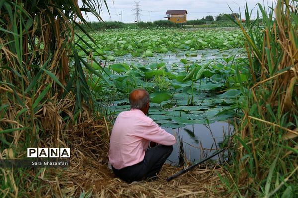 تالاب نیلوفر آبی بابل
