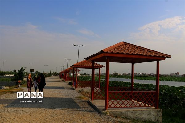 تالاب نیلوفر آبی بابل