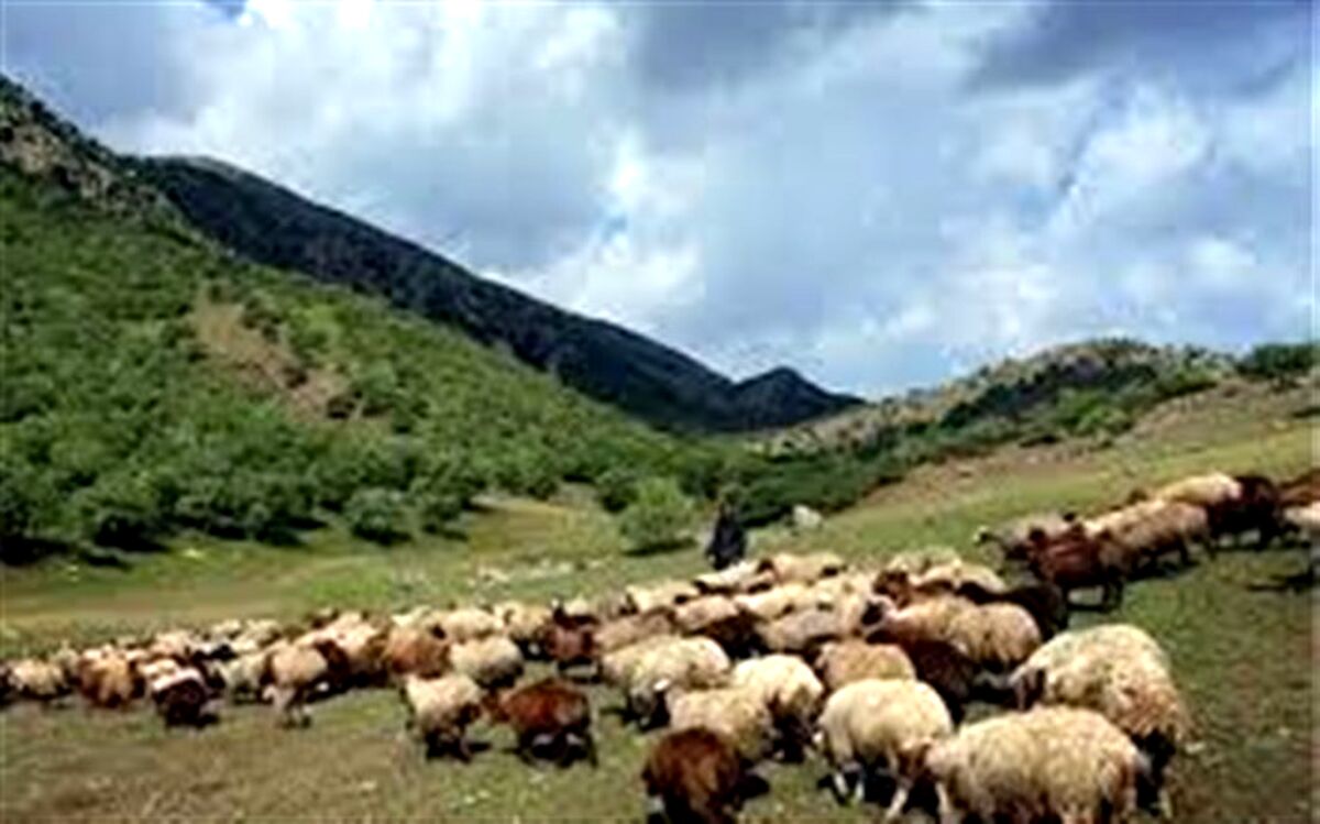 شناسایی 19 هزار راس دام غیرمجاز در مراتع سهند