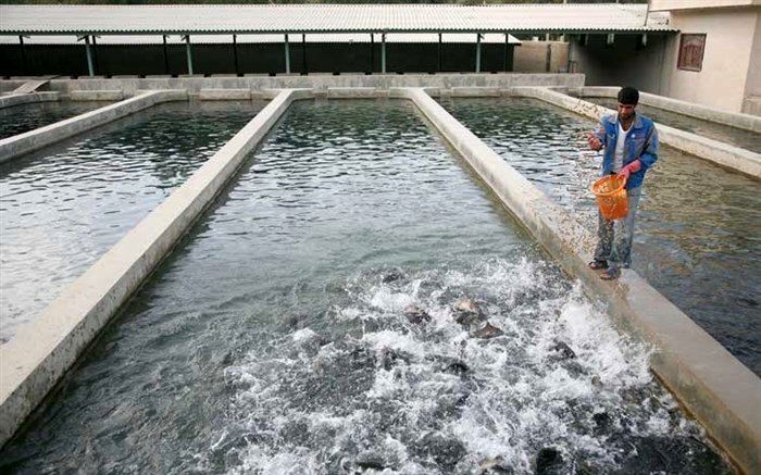 لزوم کیفی سازی تخم چشم زده ماهی تولید داخل