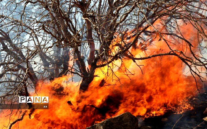 حریق جنگل و مراتع "گاچال" کوهدشت مهار شد