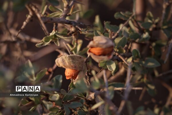 غار «گبری» استهبان