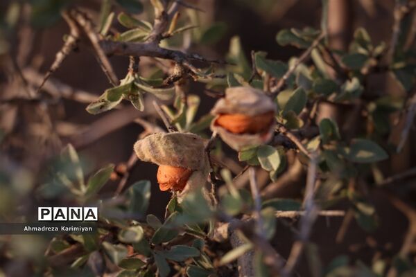 غار «گبری» استهبان