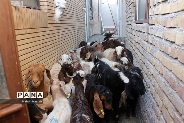 دیدارمسئولان از قربانگاه های شهرستان خوسف در عید قربان