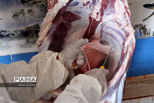 دیدارمسئولان از قربانگاه های شهرستان خوسف در عید قربان