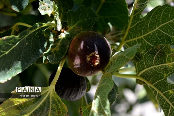 به ثمر رسیدن میوه انجیر در مزارع شهرستان خوسف