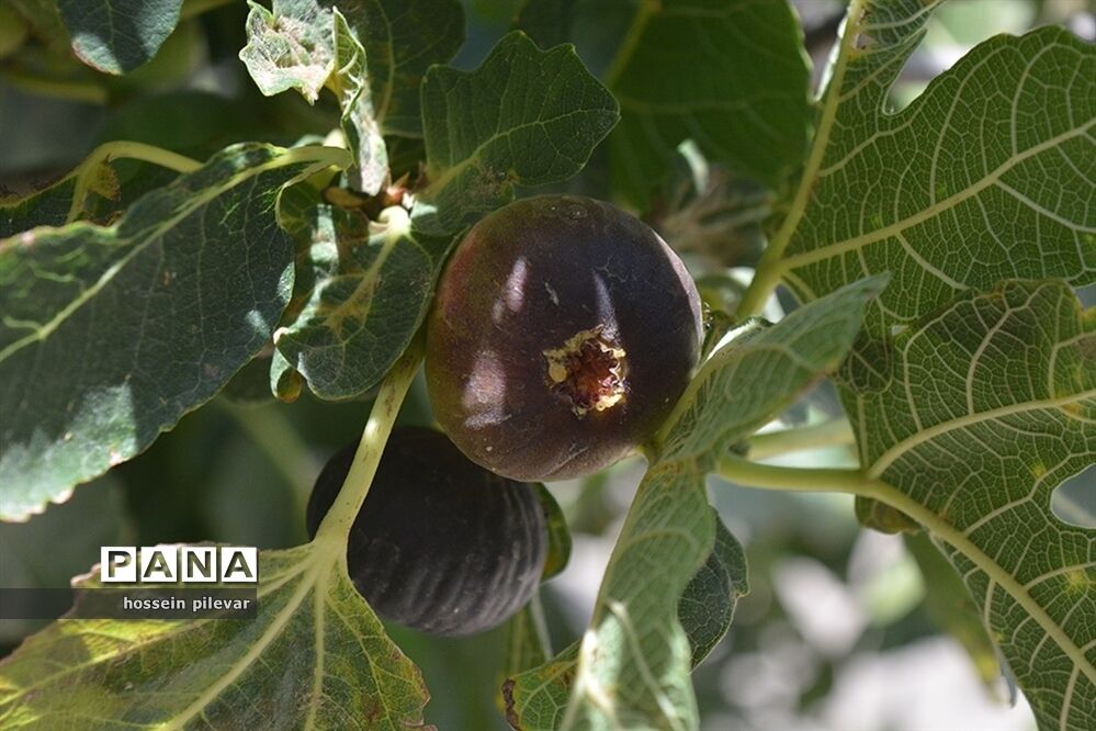 به ثمر رسیدن میوه انجیر در مزارع شهرستان خوسف