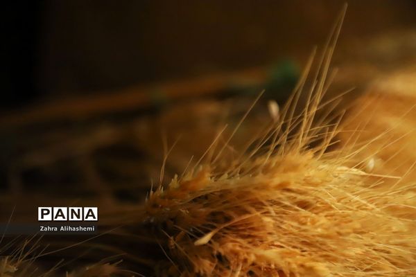 کانون فرهنگی تربیتی رضوان