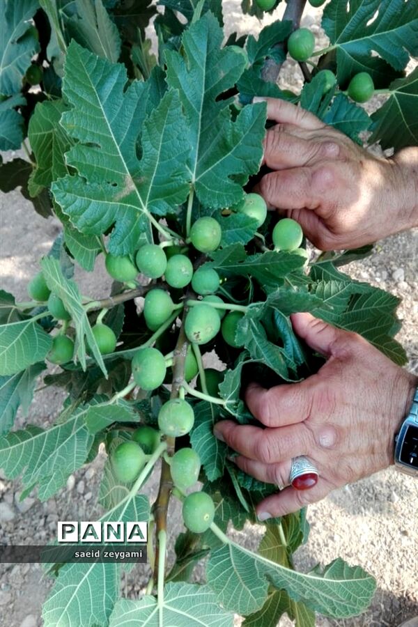 اولین مجموعه باغ نخبه استان فارس درشهر مشکان
