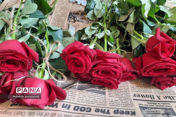 اهدای 1000 شاخه گل رزبه شهروندان شیرازی  به مناسبت عید غدیر