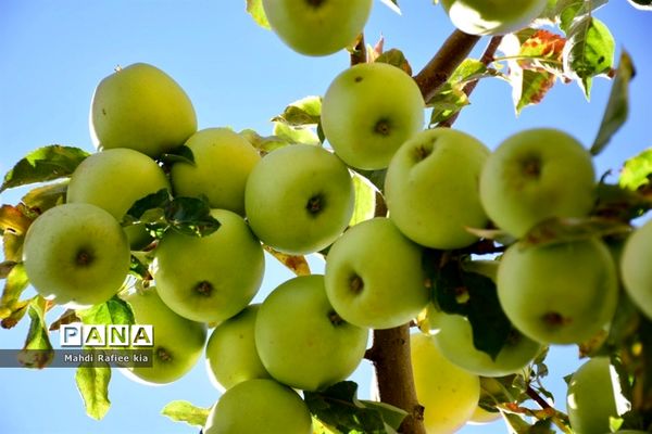 برداشت سیب در مراغه