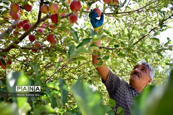 برداشت سیب در مراغه
