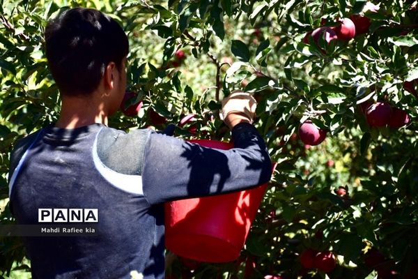 برداشت سیب در مراغه