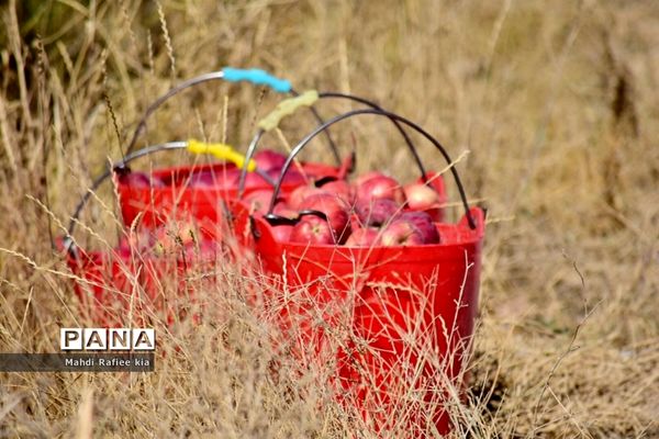 برداشت سیب در مراغه