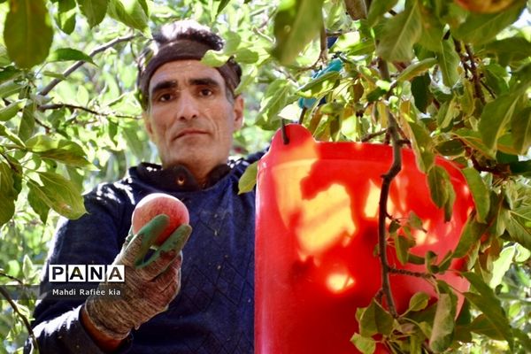 برداشت سیب در مراغه