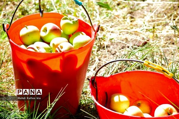 برداشت سیب در مراغه