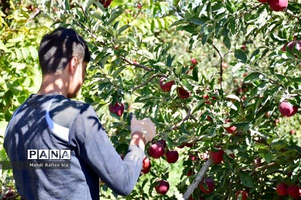 برداشت سیب در مراغه