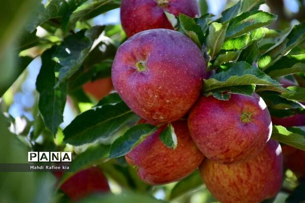 برداشت سیب در مراغه