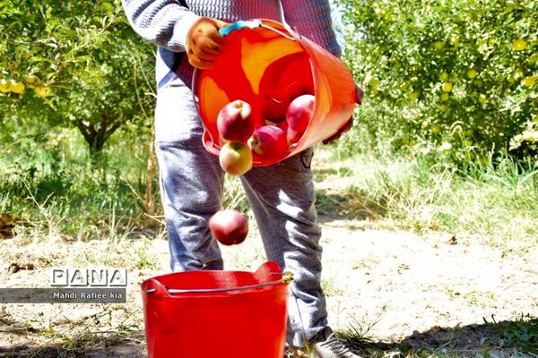 برداشت سیب در مراغه