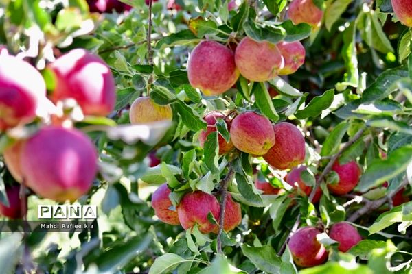 برداشت سیب در مراغه