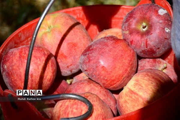 برداشت سیب در مراغه