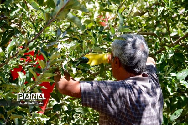 برداشت سیب در مراغه