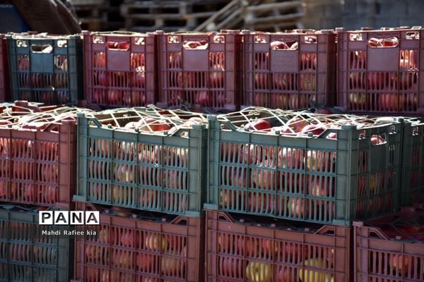 برداشت سیب در مراغه