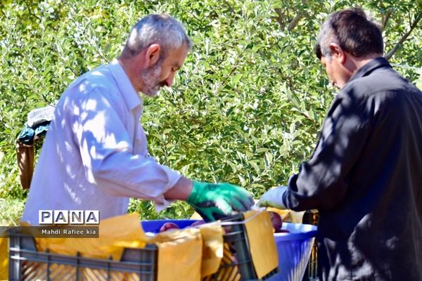 برداشت سیب در مراغه