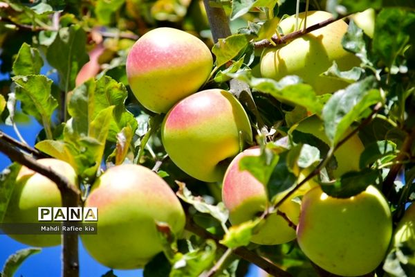 برداشت سیب در مراغه