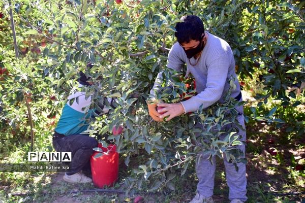برداشت سیب در مراغه