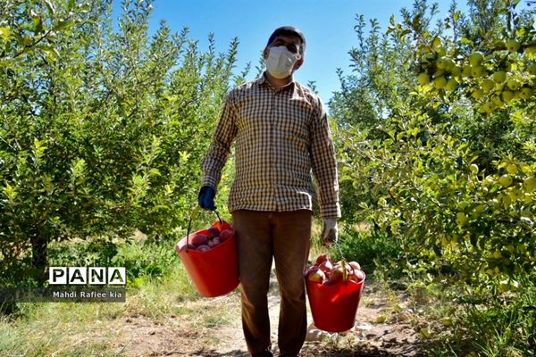 برداشت سیب در مراغه