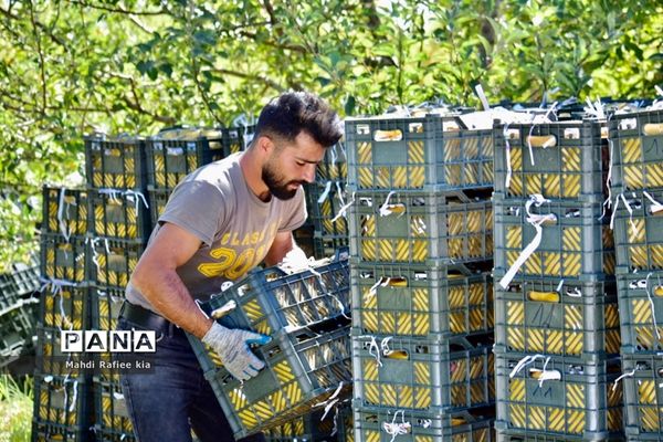 برداشت سیب در مراغه