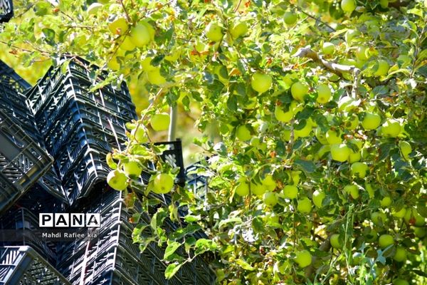 برداشت سیب در مراغه