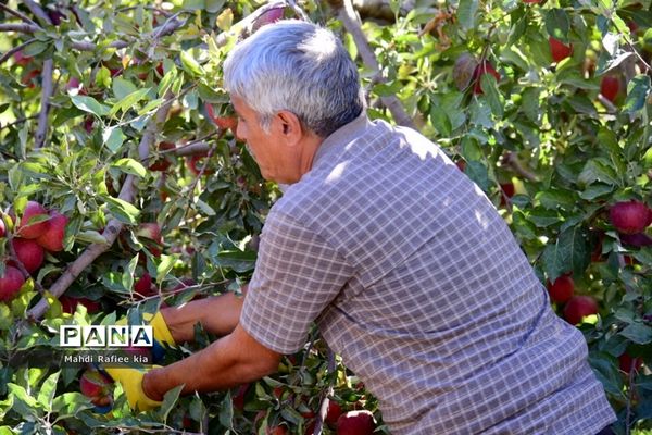 برداشت سیب در مراغه