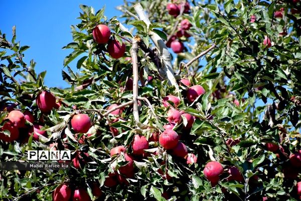 برداشت سیب در مراغه