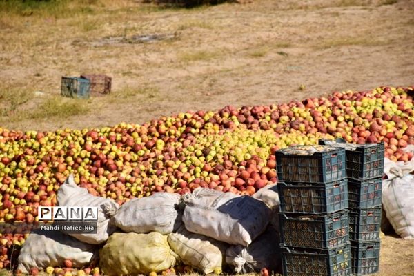 برداشت سیب در مراغه