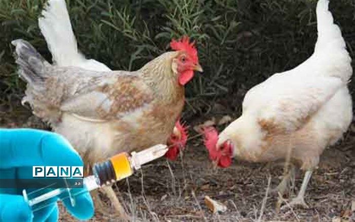 ٢۵٠ هزار قطعه طیور بومی در دلفان واکسینه شد
