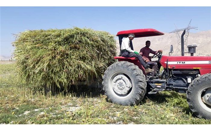 بازار در انتظارکنجد قیروکارزین