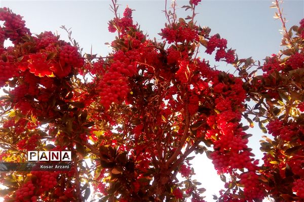 زرشک تازه رسید