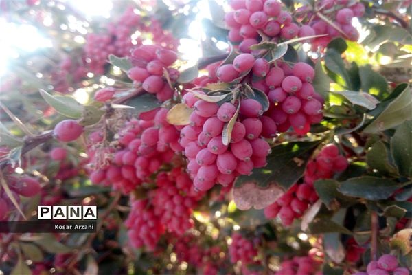 زرشک تازه رسید