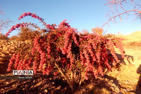 زرشک تازه رسید