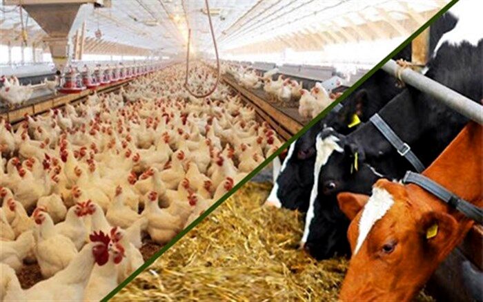در تخصیص ارز مورد نیاز نهاده‌های دامی مشکل وجود دارد