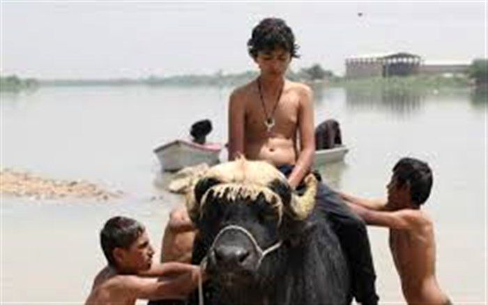 راه‌یابی «گاو آمریکایی» به بیست و هفتمین دوره جشنواره بین‌المللی زنان Sugardi altrove ایتالیا