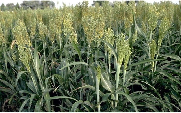 پایان برداشت ارزن در مرودشت 