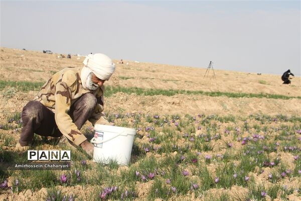 برداشت طلای سرخ در تایباد