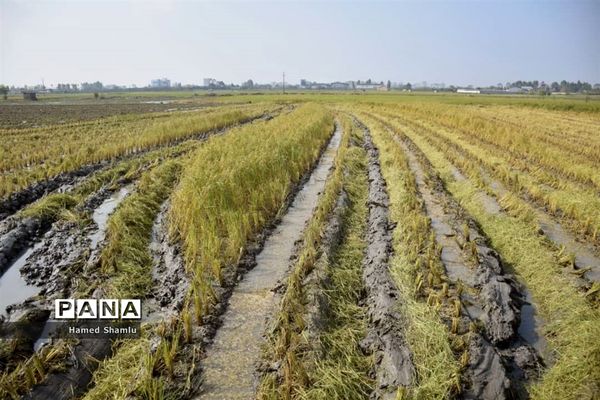 برداشت کشت دوم در شالیزارهای بابلسر