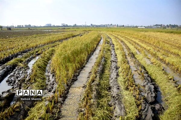 برداشت کشت دوم در شالیزارهای بابلسر